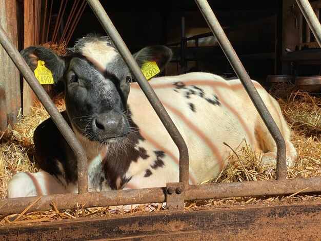 Photo vue des vaches dans l'enclos