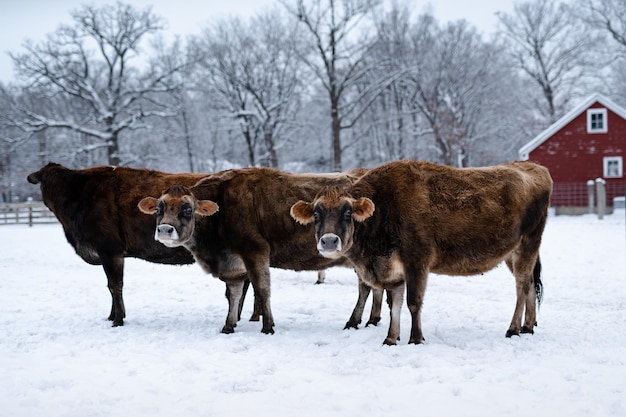 Vue des vaches laitières brunes à la ferme pendant l'hiver