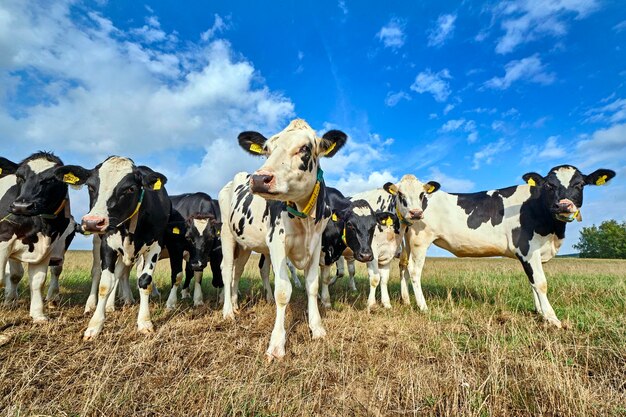 Photo vue des vaches qui paissent dans le champ