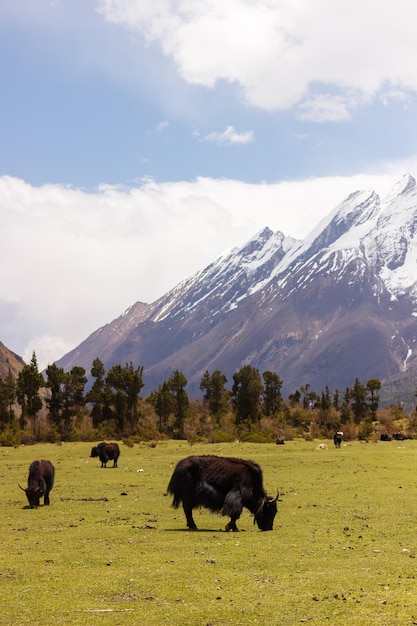 Vue sur la vallée et les sommets des montagnes de la région du Manaslu dans l'Himalaya