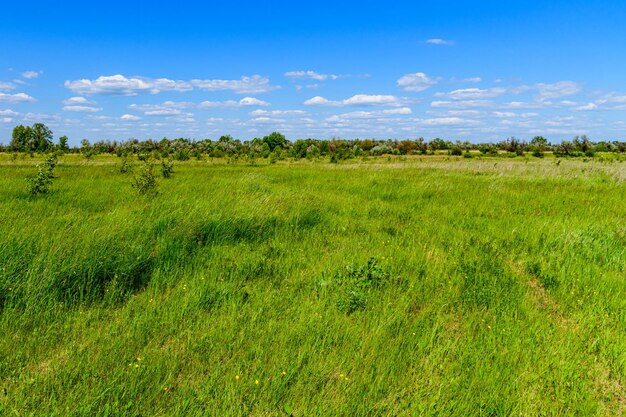 Vue sur le vaste pré vert au printemps