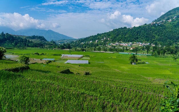 vue sur la verdure des terres agricoles à katmandou, au népal.