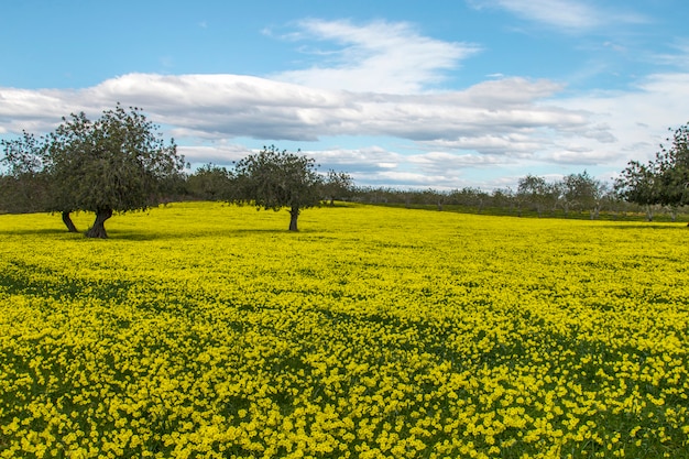 Vue d&#39;un verger de caroubiers dans un champ de fleurs jaunes dans la campagne du Portugal.
