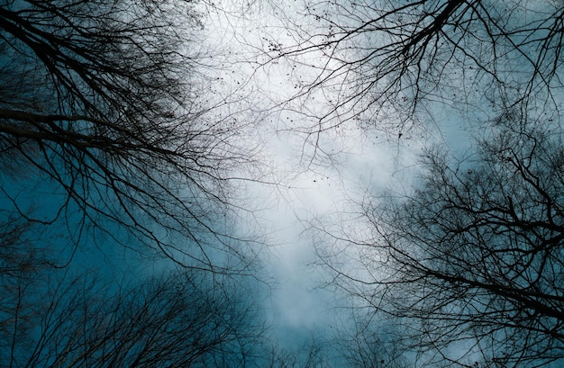 Vue vers le haut vers les cimes des arbres nus et les branches avec un beau ciel bleu clair d'hiver