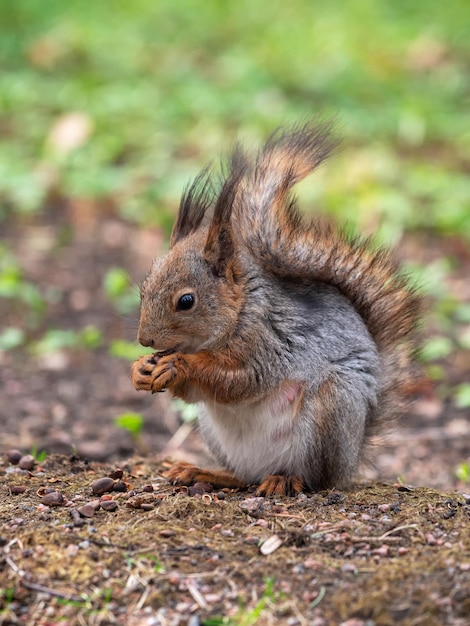 Vue verticale de l'écureuil rouge moelleux se dresse sur ses pattes arrière et mâche des noix par temps ensoleillé libre Portrait d'un animal sauvage