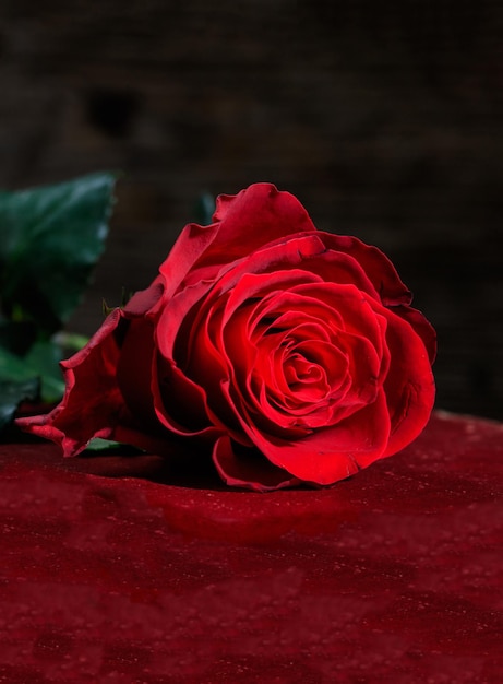 Vue verticale de rose rouge sur fond sombre