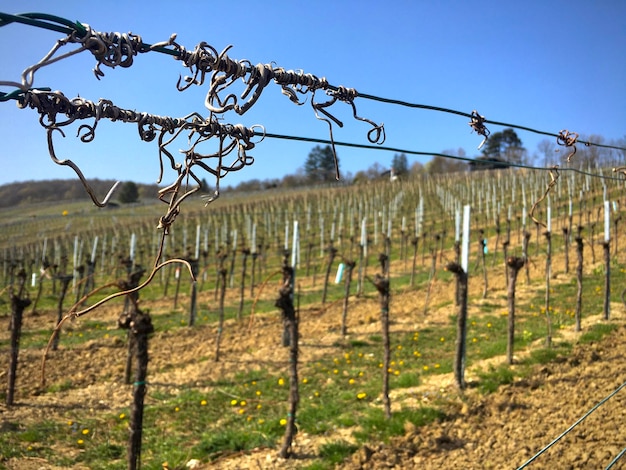 Vue de la vigne contre un ciel dégagé