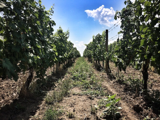 Vue de la vigne contre le ciel