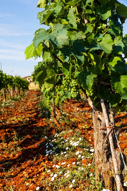 Vue des vignes dans la campagne d'Istrie