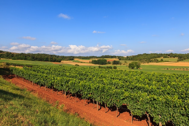 Vue des vignes, Istrie