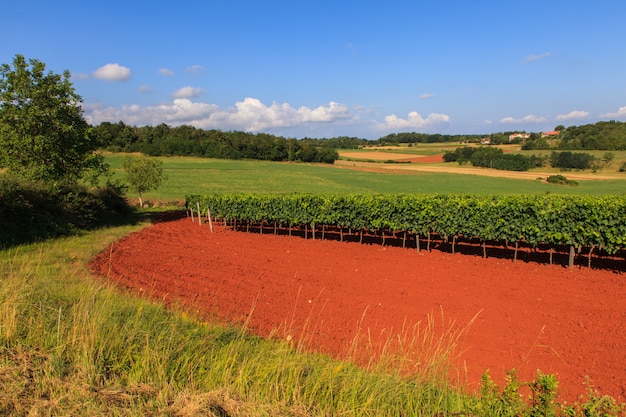 Vue des vignes, Istrie