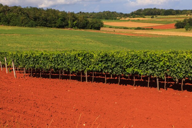 Vue des vignes, Istrie