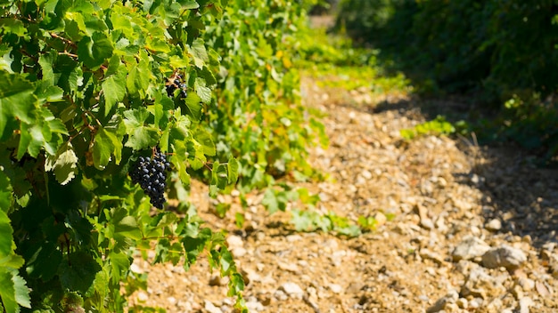 Vue sur le vignoble d'été