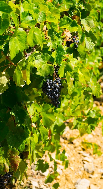 Vue sur le vignoble d'été