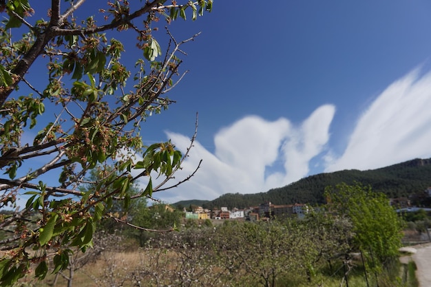 Une vue d'un village avec un arbre au premier plan et un ciel bleu avec des nuages en arrière-plan.