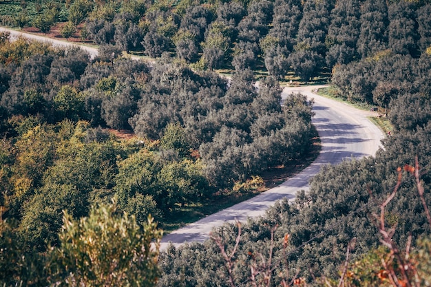 Une vue à vol d'oiseau des champs avec des arbres