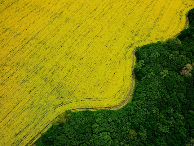 Vue à vol d'oiseau depuis un drone d'une récolte de canola qui passe