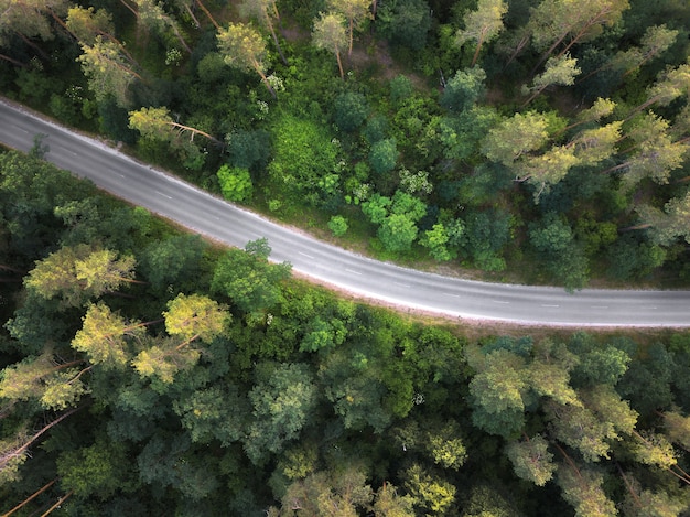 Vue à vol d'oiseau du drone à une route vide à travers la forêt avec de hauts arbres. Vue de dessus.