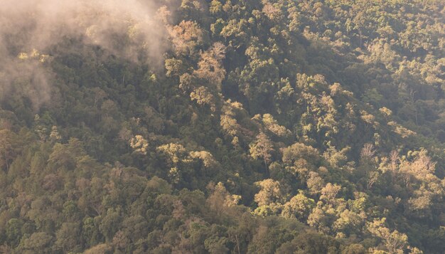 Vue des yeux d&#39;oiseau sur la forêt tropicale Thaïlande