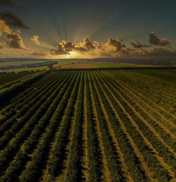 Vues aériennes au-dessus des rangées d'orangers en plantation au coucher du soleil.