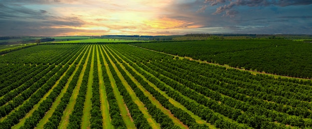 Photo vues aériennes au-dessus des rangées d'orangers en plantation au coucher du soleil.