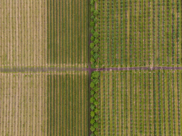 Vues aériennes au-dessus des rangées de pommiers en plantation