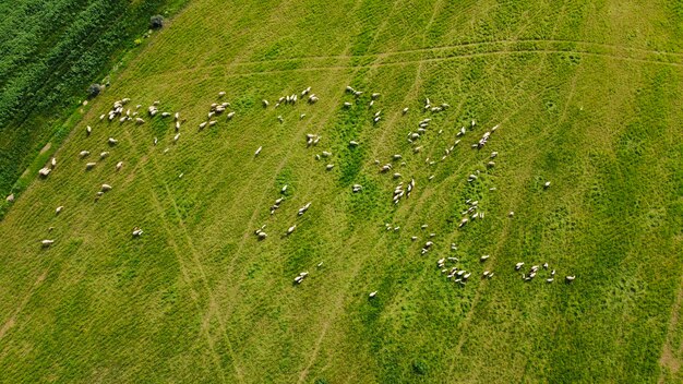 Vues aériennes de céréales