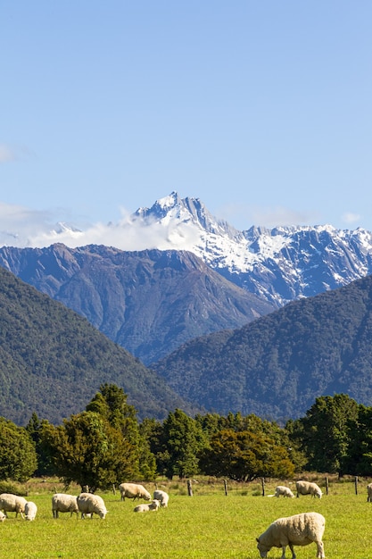 Vues Alpes du Sud Mont Cook et le mont Tasman ile sud Nouvelle Zelande