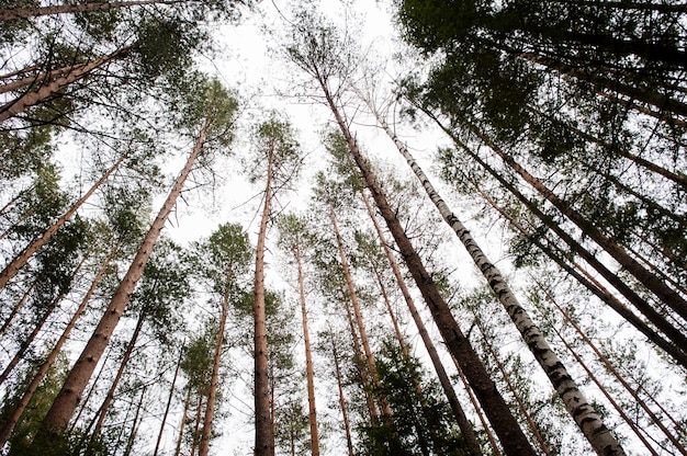 Vues de dessus de grands pins sur la forêt des Carpates.