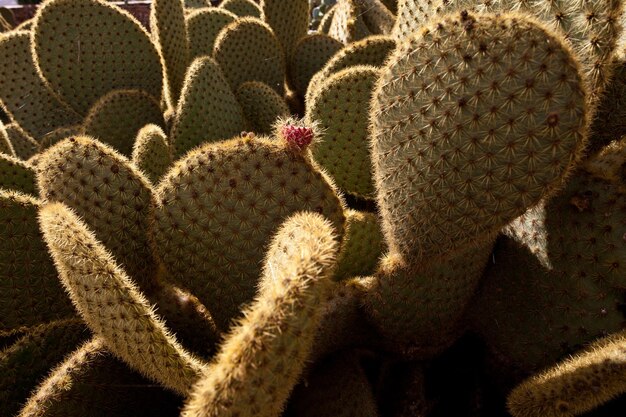 vues de grandes feuilles de nopal