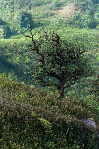 Vues naturelles et arbres à Kew Mae Pan