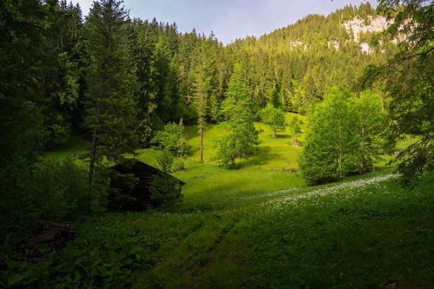 Vues sur le paysage naturel près des cascades et de la forêt de Simmenfalle Berner Oberland Suisse