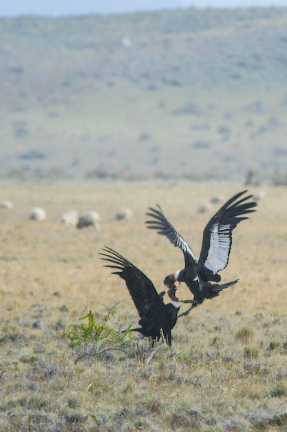 Photo vultur gryphus - le condor des andes est un oiseau qui appartient à la famille des cathartidae.