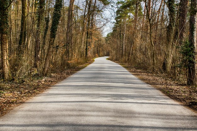 Photo walkway lane path avec des arbres dans la forêt. belle ruelle, route dans le parc.