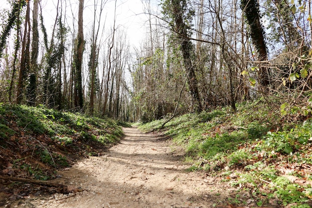 Walkway Lane Path avec des arbres verts en forêt. Belle allée à travers la forêt d'été