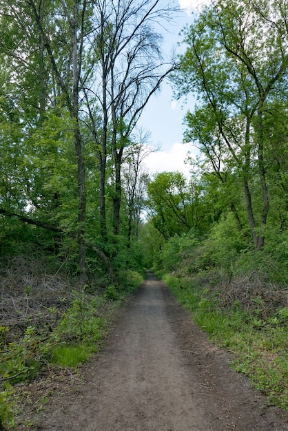 Walkway Lane Path avec des arbres verts en forêt. Belle ruelle dans le parc.