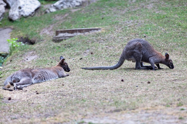 Wallaby à col rouge