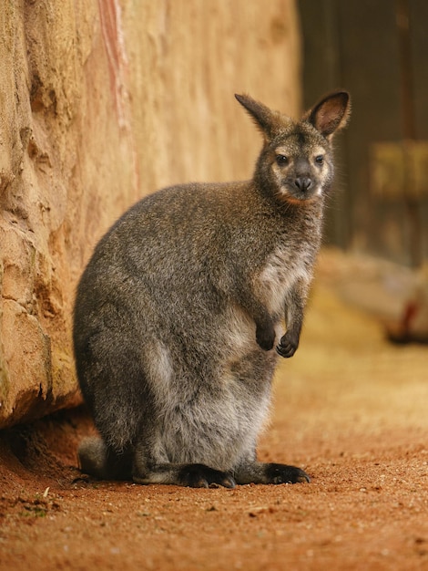 Wallaby à cou rouge