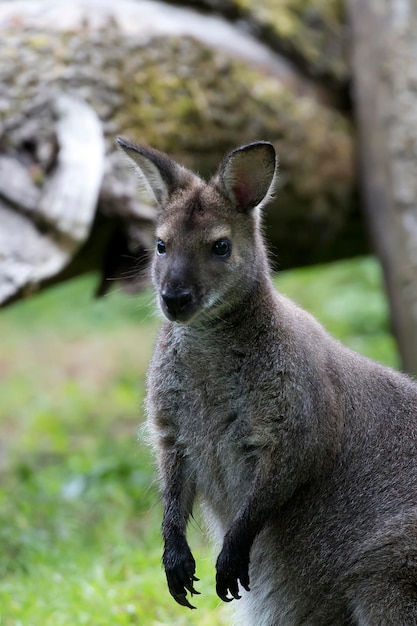 Wallaby dans une clairière un portrait