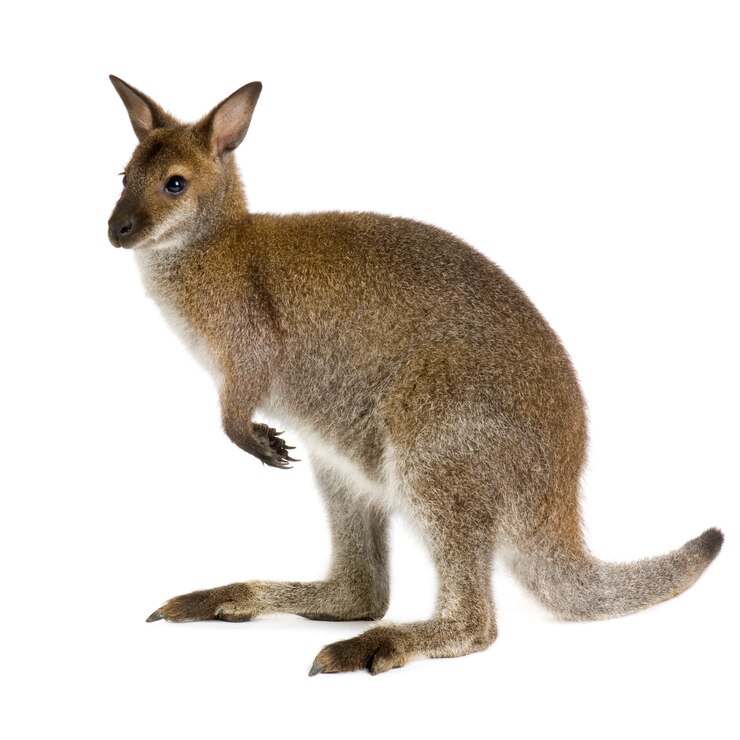 Photo wallaby devant un fond blanc
