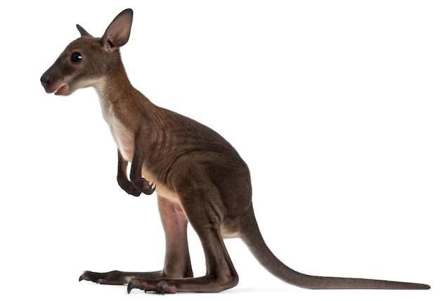 Wallaby isolé sur blanc