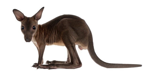 Wallaby isolé sur blanc