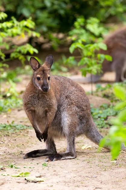 Wallaby kangourou au cou rouge dans une clairière