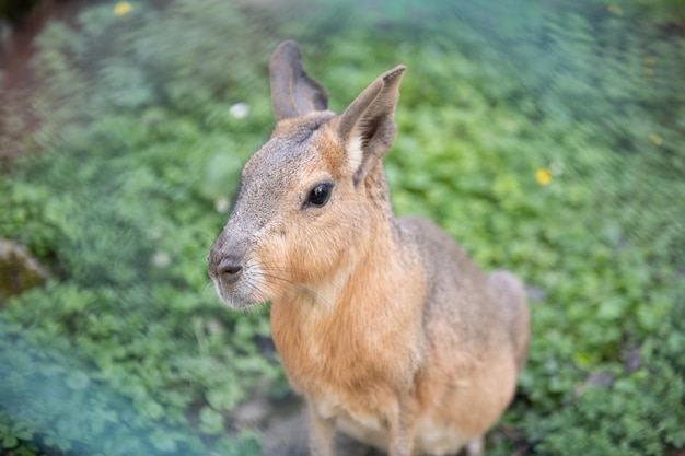 Wallaby Macropus Eugenii au zoo