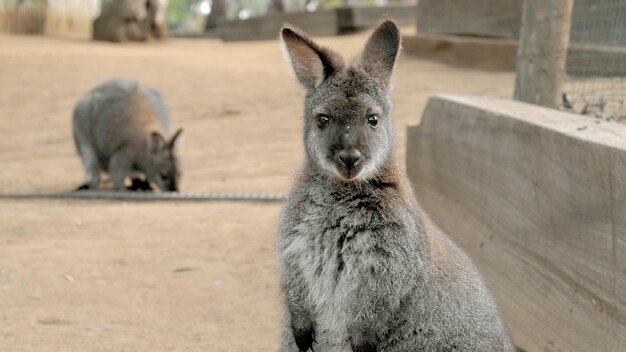 Wallaby mignon regardant fixement avec le visage confus