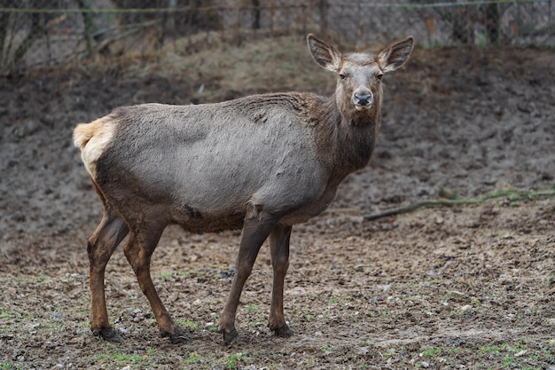 Wapiti de l'Altaï