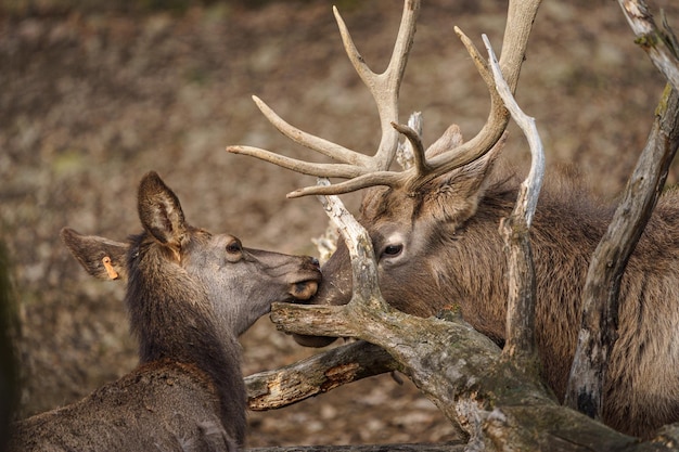 Wapiti de l'Altaï