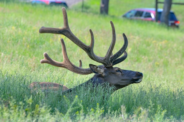 Un wapiti mâle est assis dans un champ