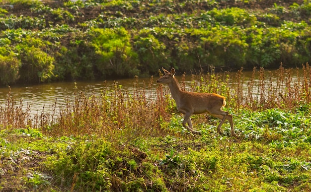 Wapiti en mouvement dans la nature Ukraine