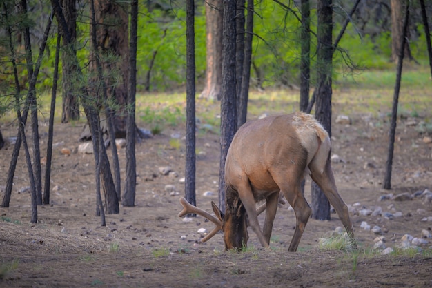 Wapiti sauvage dans le parc national